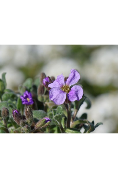 Aubrieta hybrida `Cascade Blue`